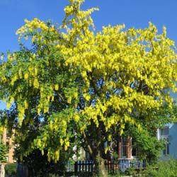 laburnum anagyroides